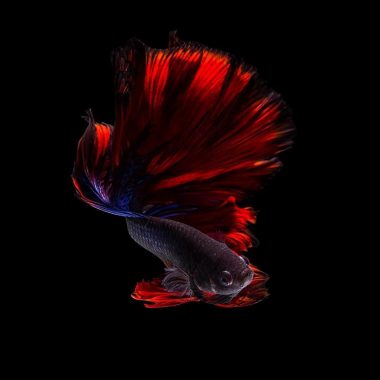 Les Magnifiques Photographies De Poissons Combattants Par Andi Halil