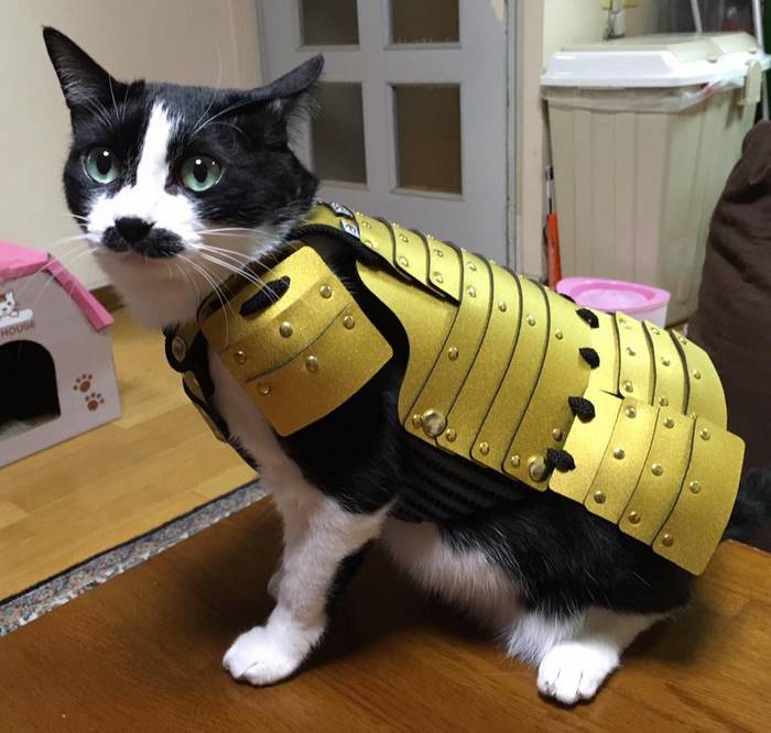 Une armure de samouraï pour les chats et les chiens