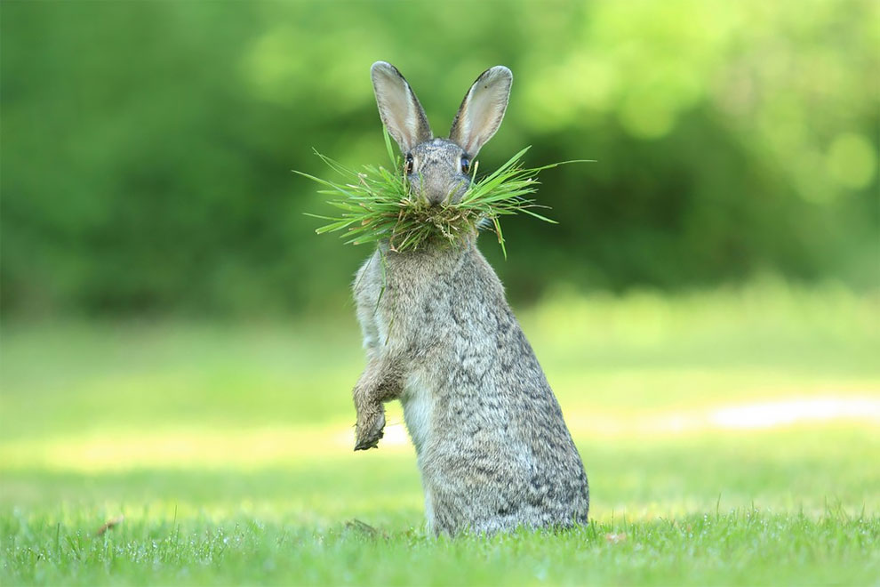 Les photos amusantes d'animaux du Comedy Wildlife Photography
