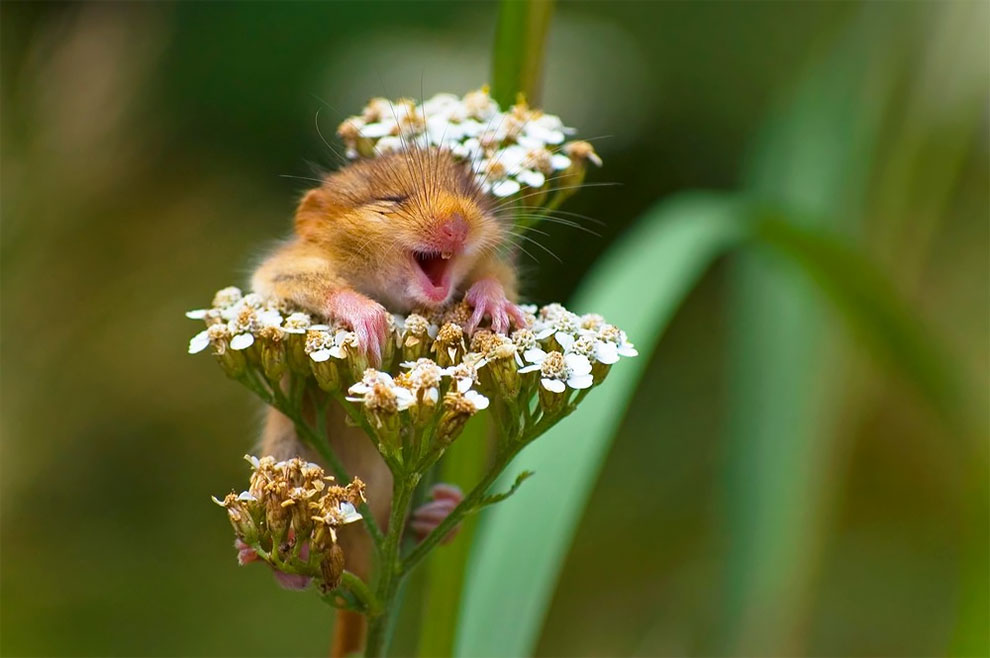 Les photos amusantes d'animaux du Comedy Wildlife Photography