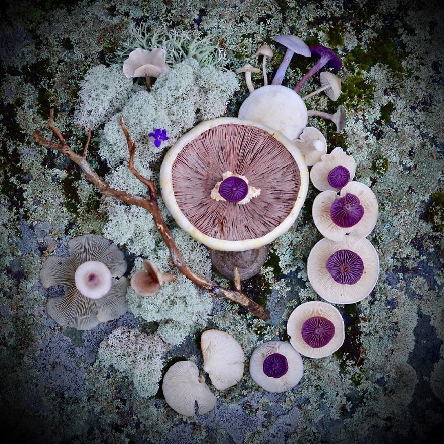 Saara Alhopuro imagine des compositions artistiques avec des champignons