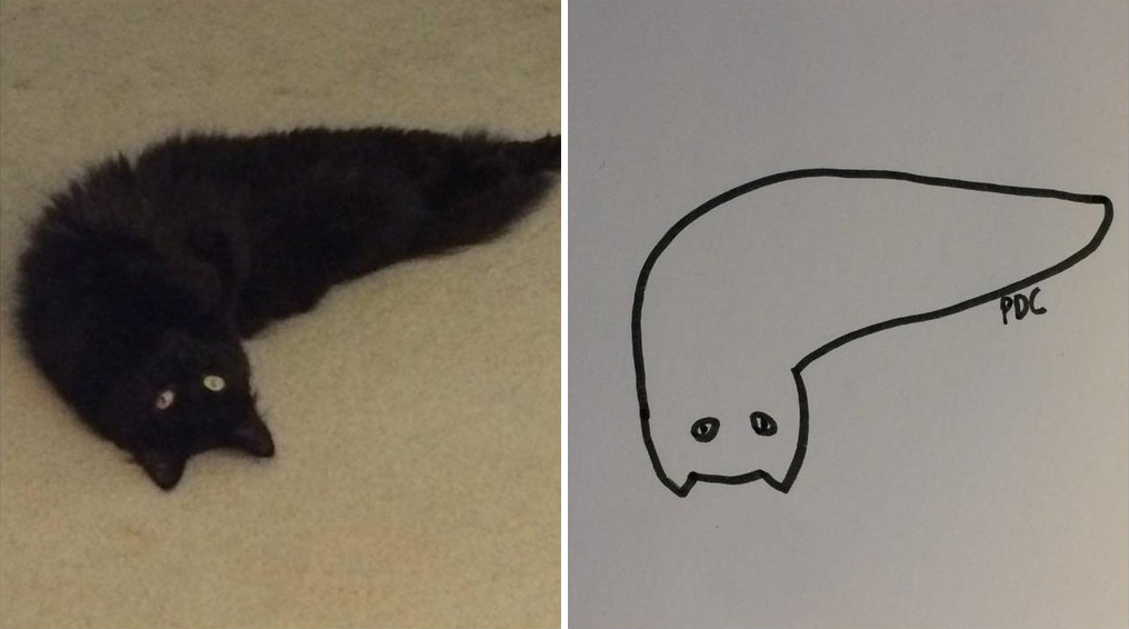 Minimal Cat Art : les chats minimalistes dessinés sur Reddit