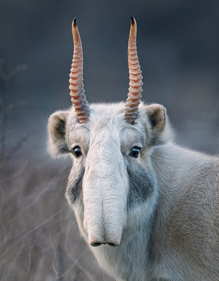 Tim Flach tire le portrait aux animaux en danger