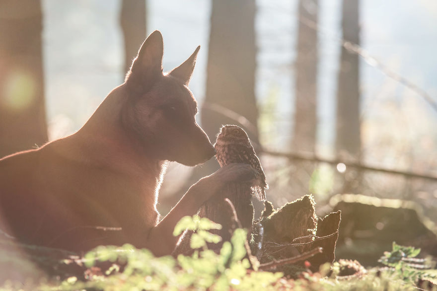 Tanja Brandt capture l'amitié étonnante entre un chien... et une chouette