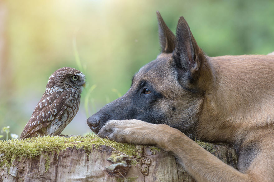 Tanja Brandt capture l'amitié étonnante entre un chien... et une chouette