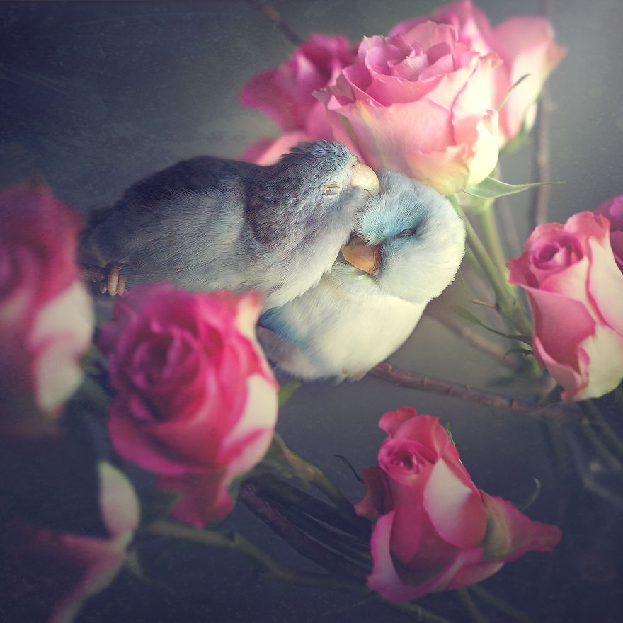 Elle capture l'amour de ses perruches avec des photos tendres couleurs pastel
