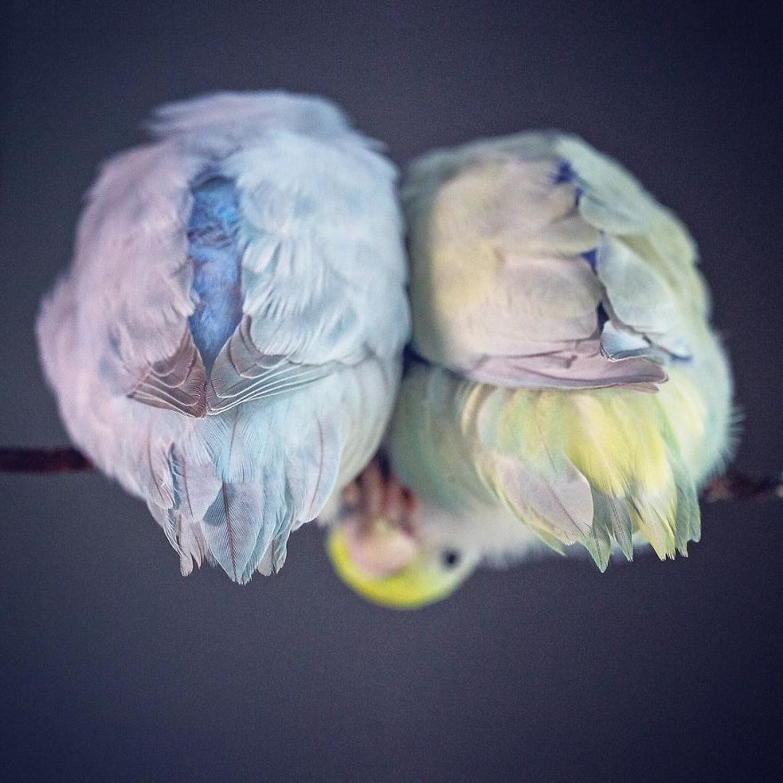 Elle capture l'amour de ses perruches avec des photos tendres couleurs pastel