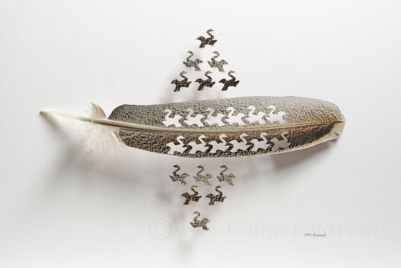 Chris Maynard réalise d'étonnantes mises en scène en sculptant des plumes d'oiseaux