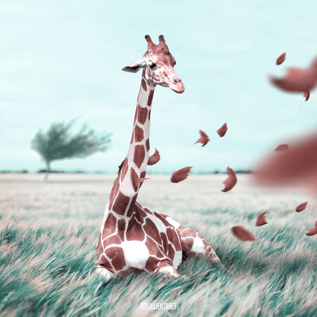 À 20 ans, Julien Tabet métamorphose les animaux avec des montages ultra-créatifs