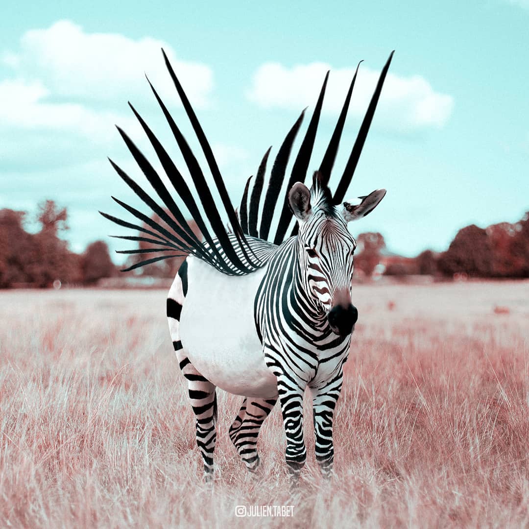 À 20 ans, Julien Tabet métamorphose les animaux avec des montages ultra-créatifs
