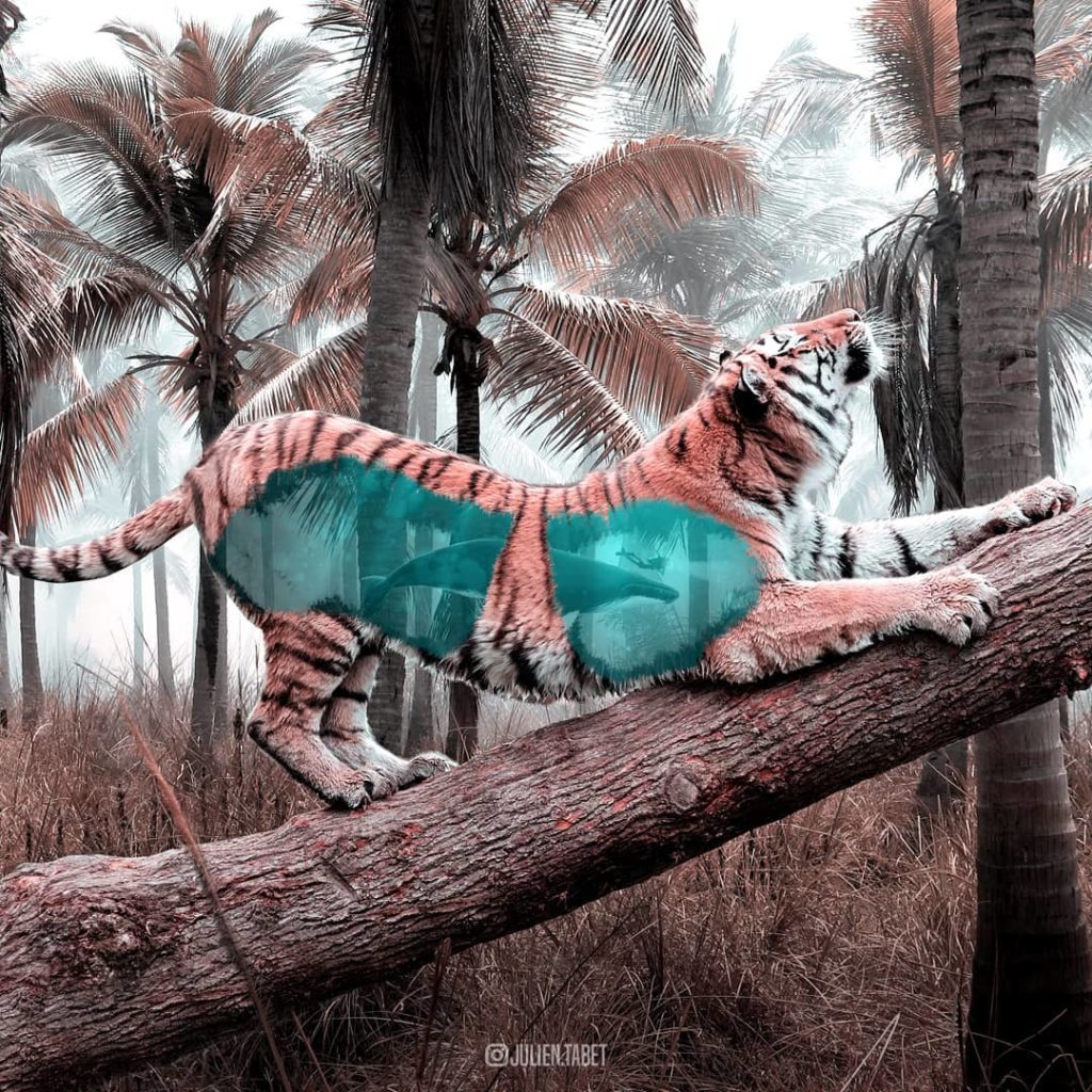 À 20 ans, Julien Tabet métamorphose les animaux avec des montages ultra-créatifs