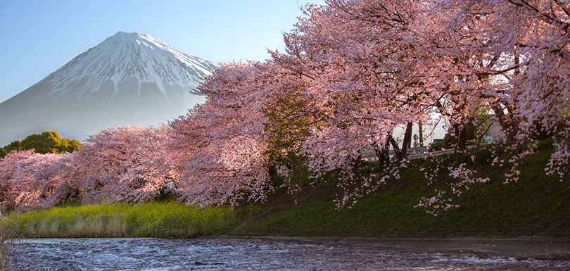 Japon - Le temps des cerisiers en fleurs Photographe-beaute-cerisiers-japon-1