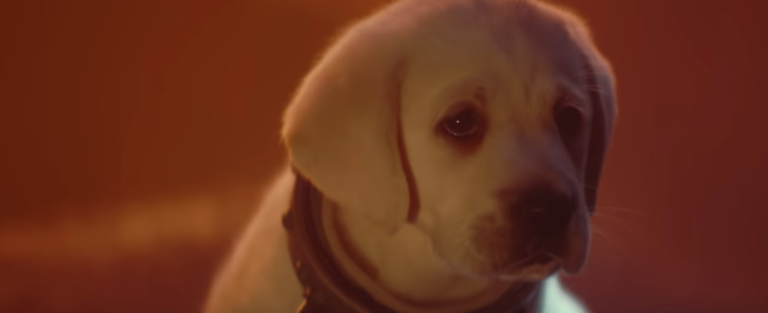 The trailer of the new Tomb Raider parodied to perfection with dogs and cats