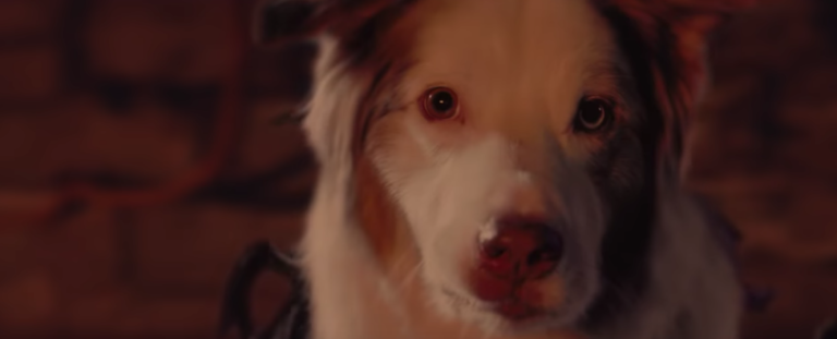 The trailer of the new Tomb Raider parodied to perfection with dogs and cats