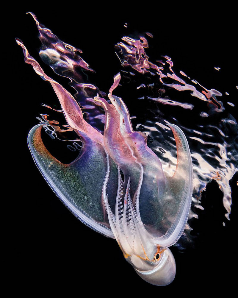 Voici les plus belles photos sous-marines de 2018 selon le Scuba Diving Magazine ! By MELISSA  N. (Creapills.com) Plus-belles-photos-concours-suba-diving-2018-11