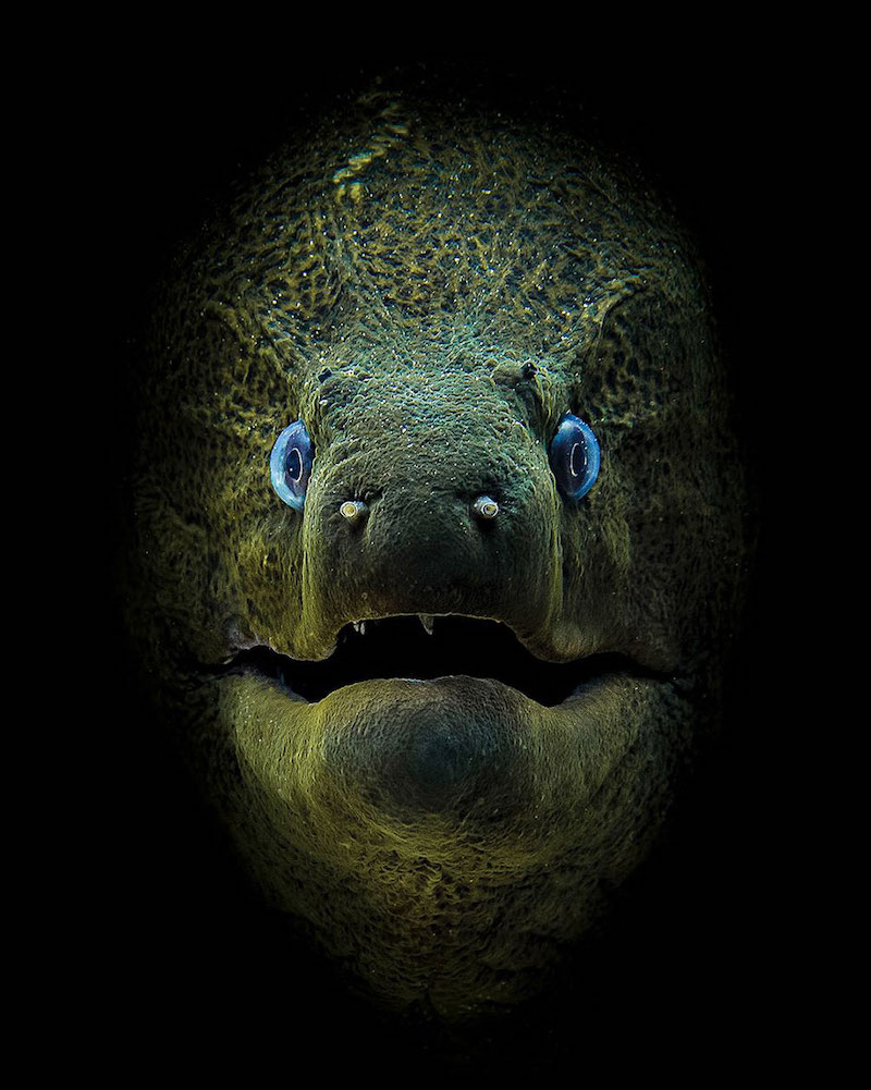 Voici les plus belles photos sous-marines de 2018 selon le Scuba Diving Magazine ! By MELISSA  N. (Creapills.com) Plus-belles-photos-concours-suba-diving-2018-2