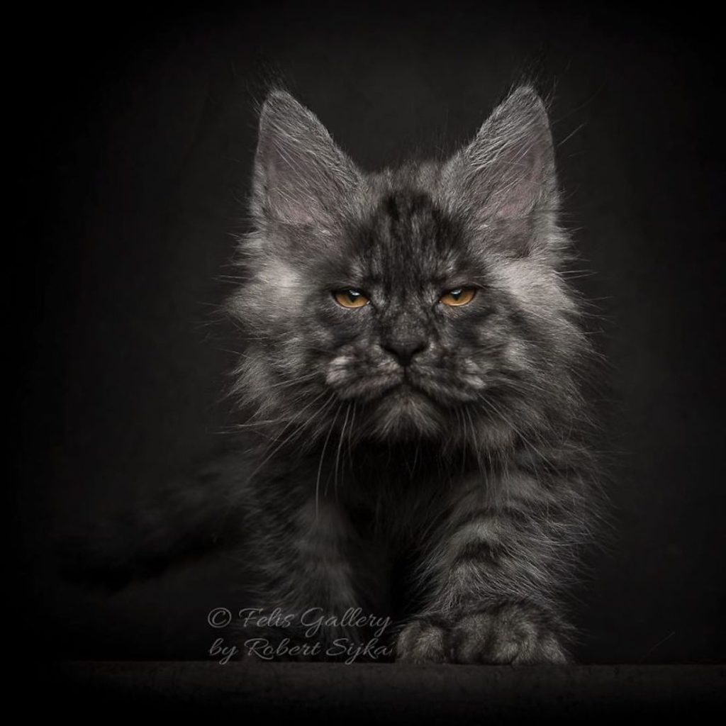 maine coon tabby coloring