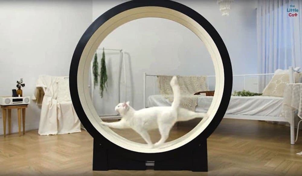 Ce Tapis De Course Circulaire Fait Apparaitre Un Laser Pour Inciter Votre Chat A Faire Du Sport