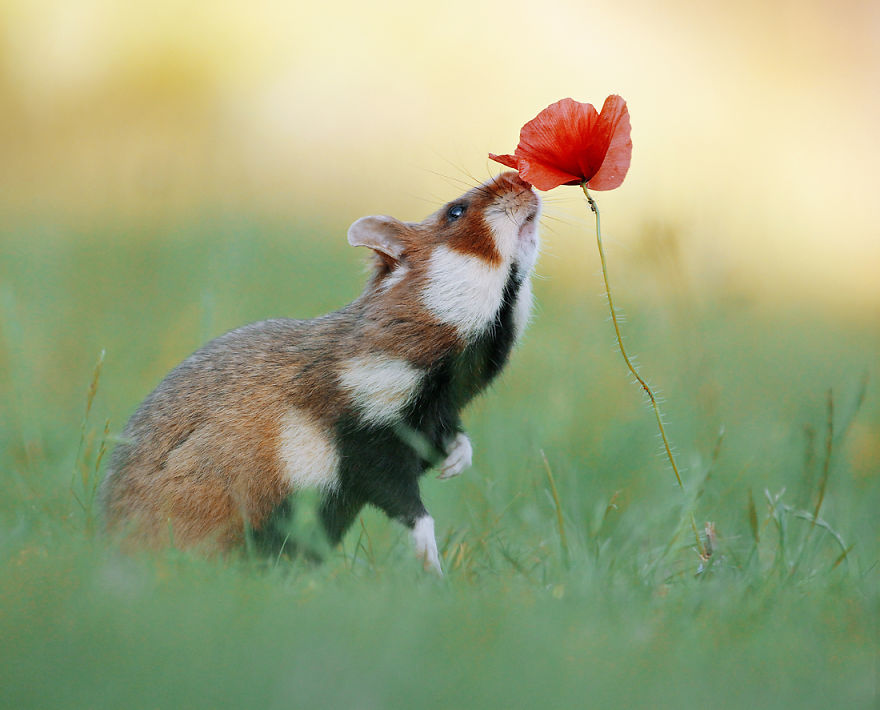 Scènes amusantes dans le quotidien des animaux sauvages Julian-rad-photos-animaux-sauvages-2e%CC%80