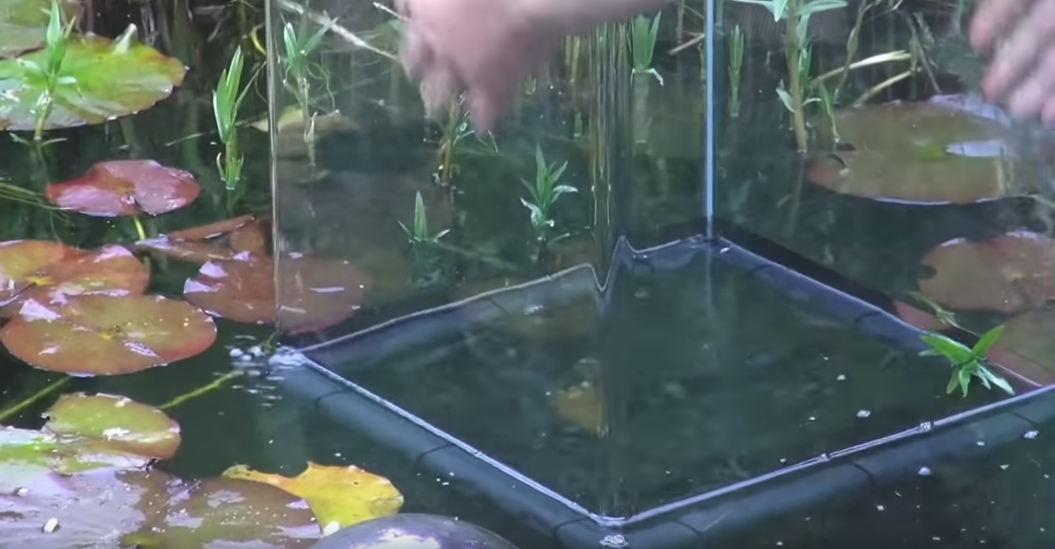 Cet aquarium inversé a été pensé pour observer les poissons dans