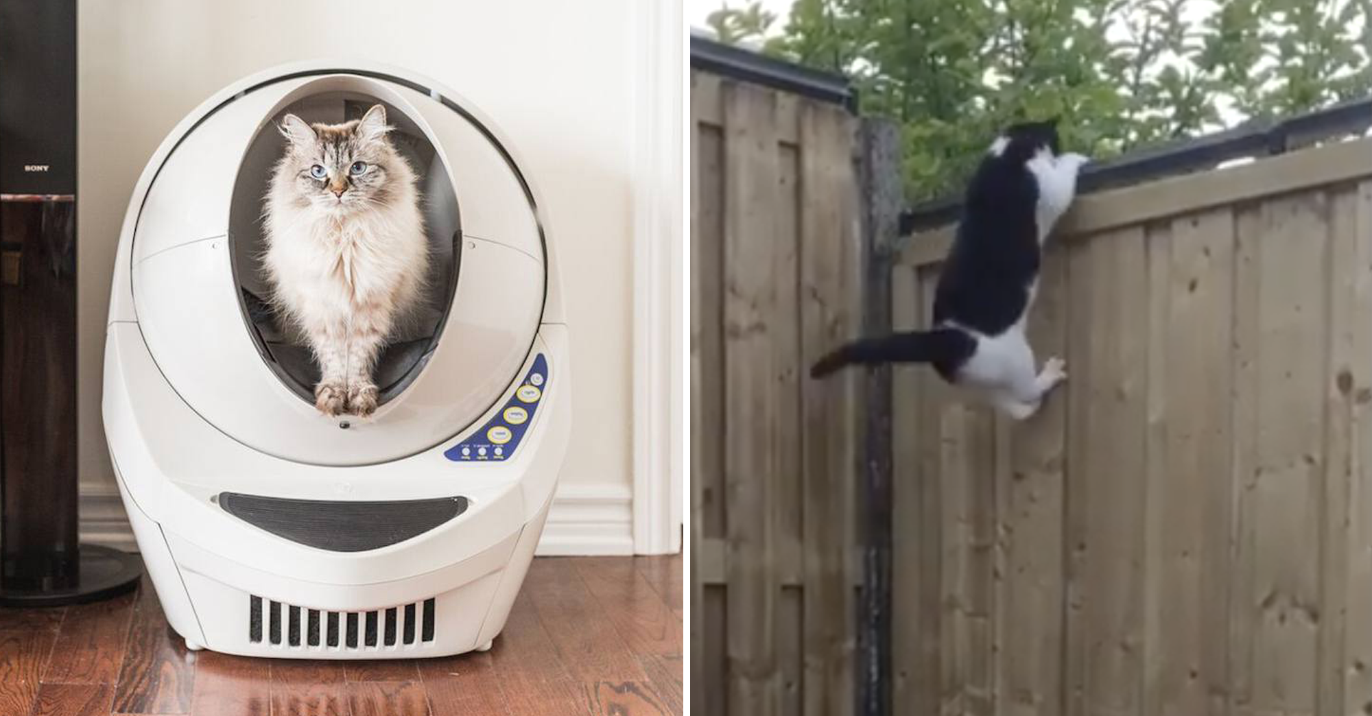 5 Inventions Insolites Et Un Peu Folles A Connaitre Si Vous Avez Un Chat