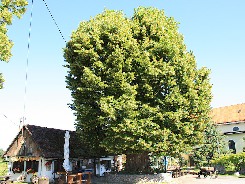 Voici l'arbre belge qui pourrait devenir le plus beau d'Europe