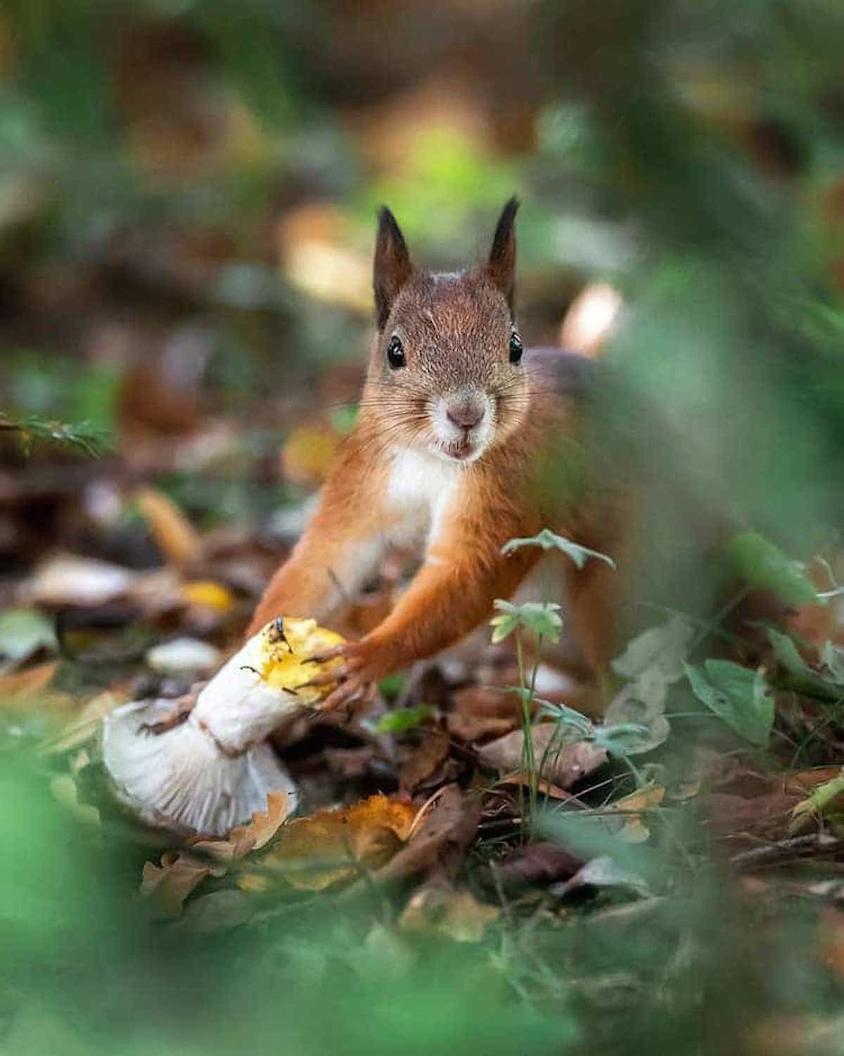 Дикая природа белка. Финский фотограф Осси Сааринен. Звери в лесу. Обитатели леса. Лесное животное.
