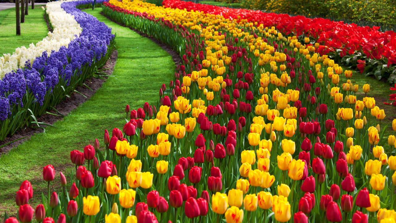 Aux Pays-Bas, le parc floral Keukenhof expose 7 millions de tulipes colorées