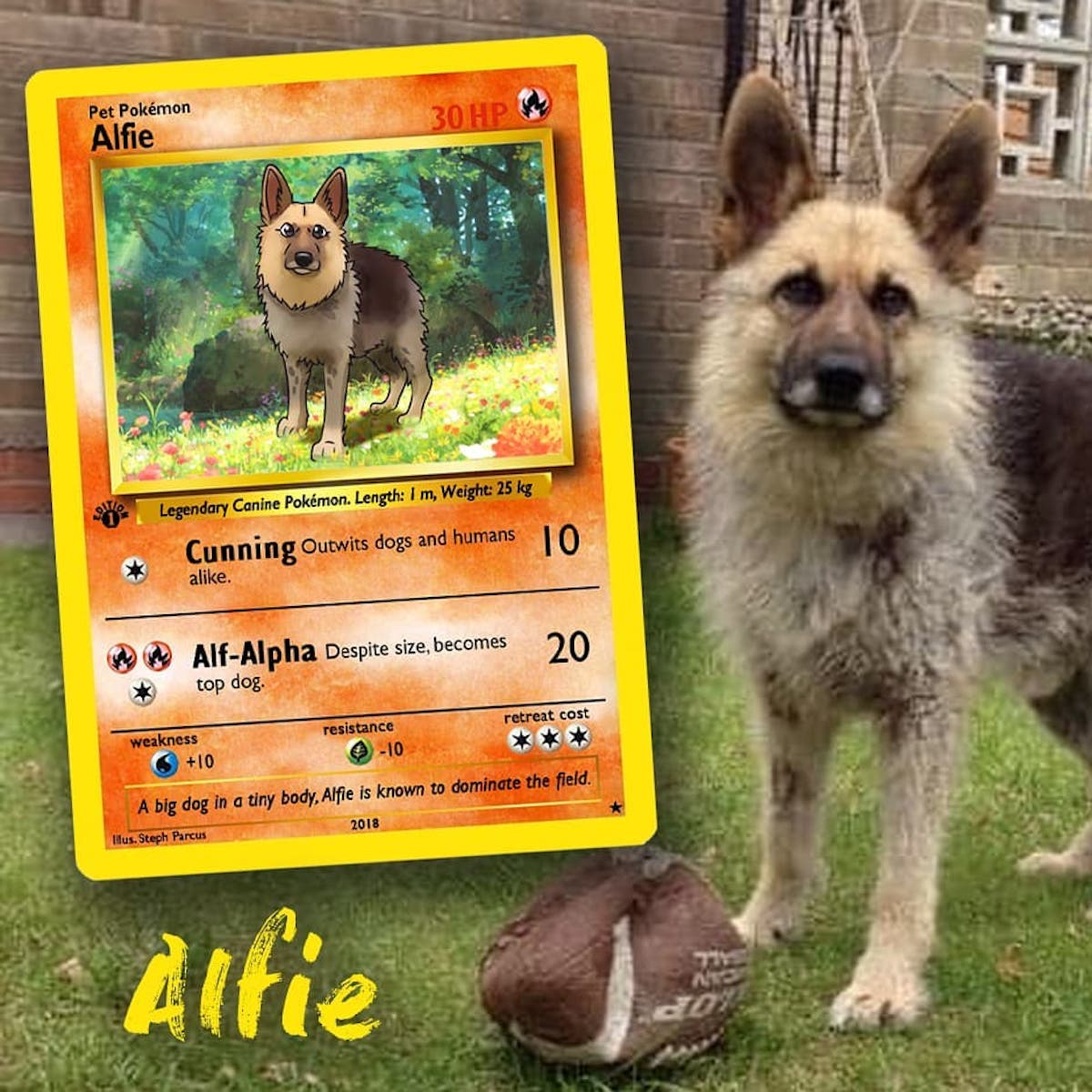 Cette Artiste Transforme Votre Animal De Compagnie En Veritable Carte Pokemon