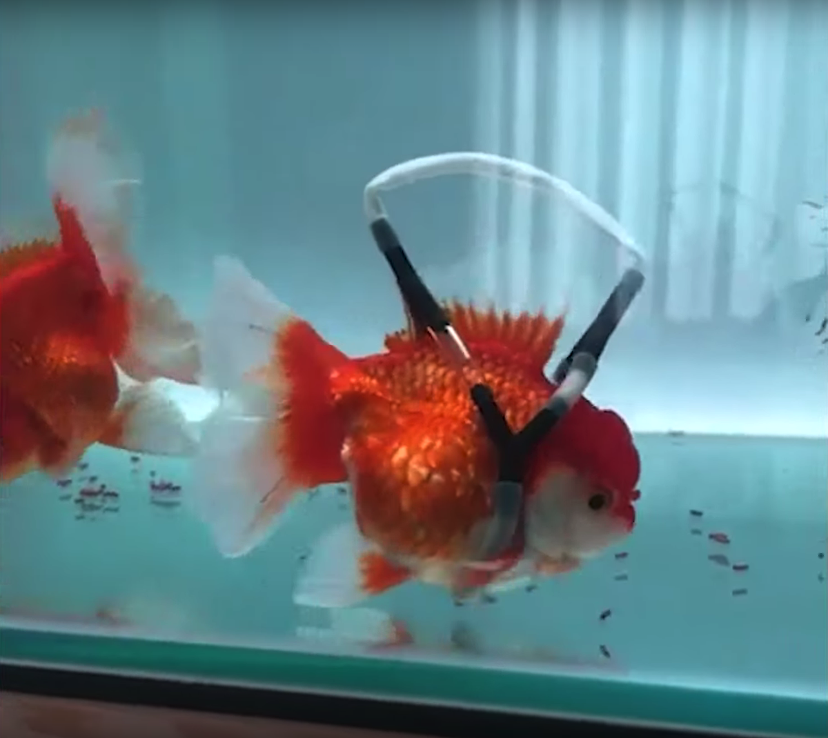 Dispositif poisson rouge handicapé Henry Kim