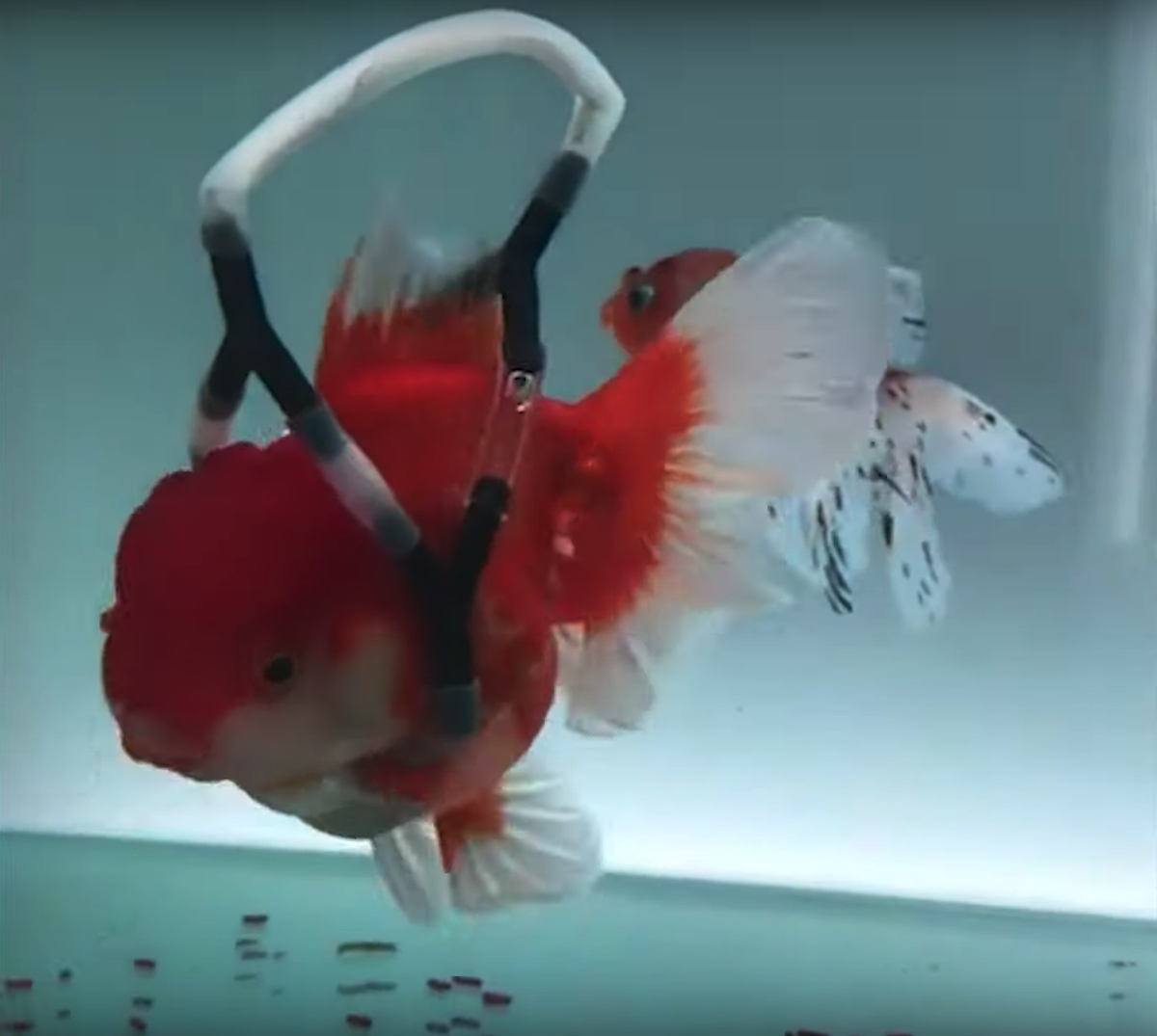 Dispositif poisson rouge handicapé Henry Kim
