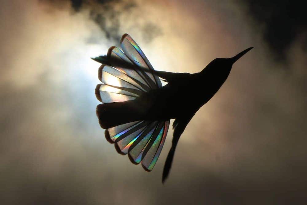 Photo Colibris Arc-en-Ciel Ailes Nature