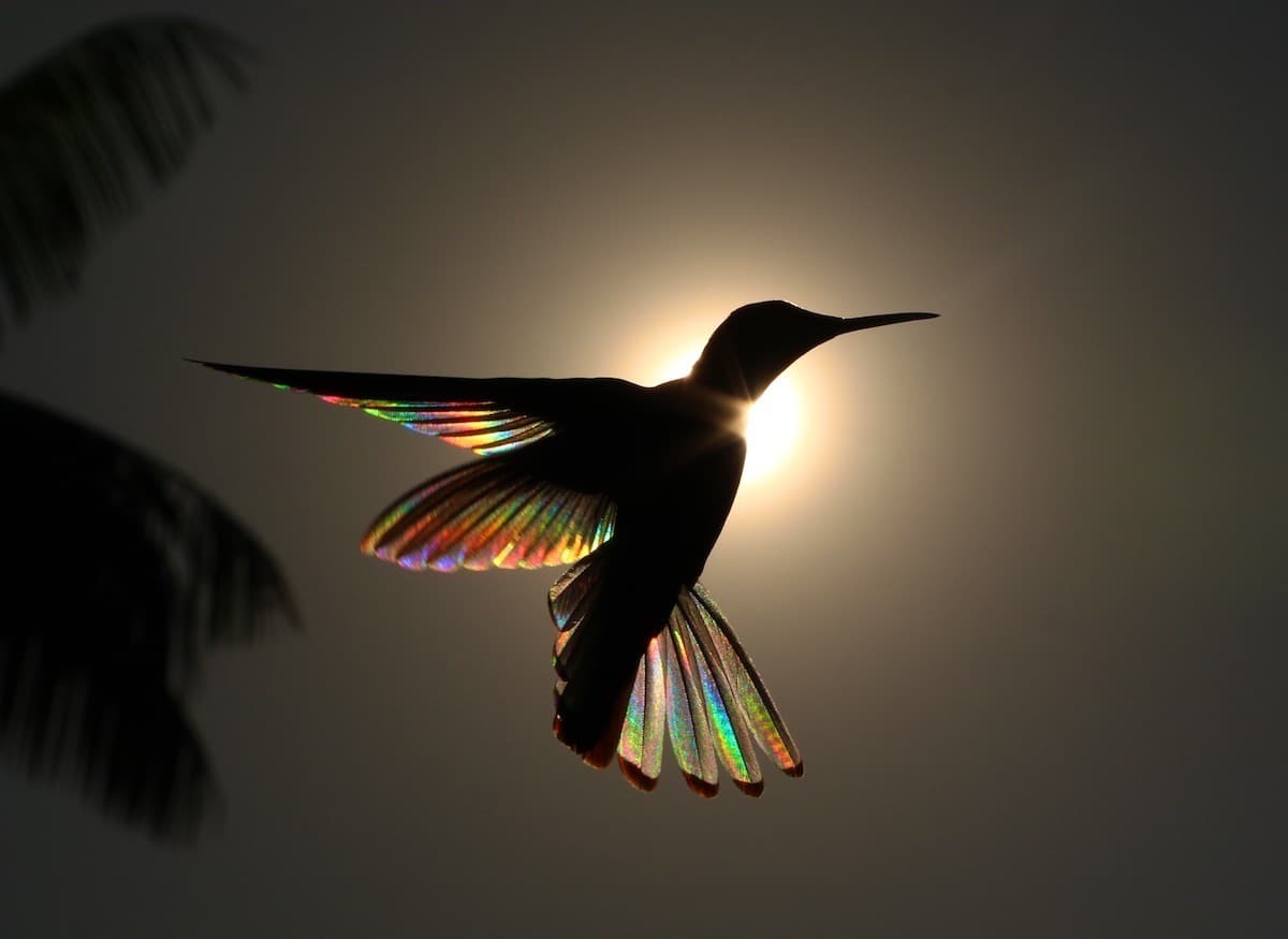 Photo Colibris Arc-en-Ciel Ailes Nature