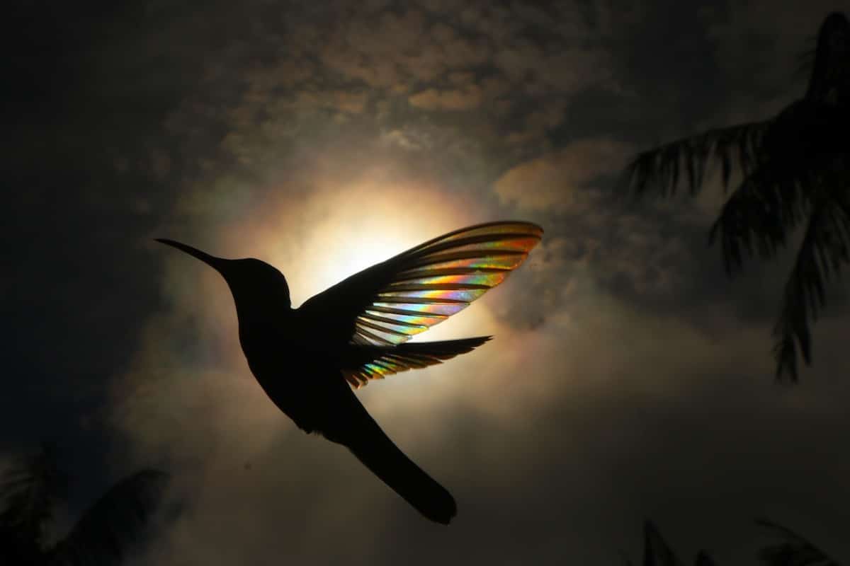 Photo Colibris Arc-en-Ciel Ailes Nature