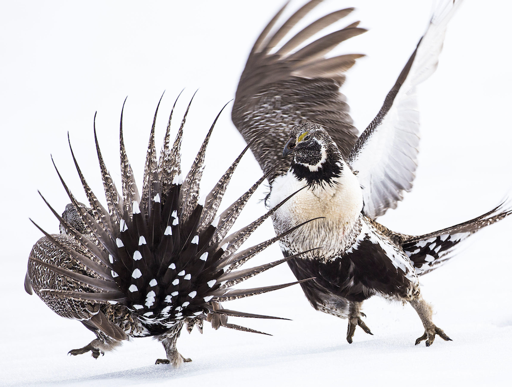 Voici les 10 lauréats du concours de la plus belle photographie d’oiseaux en 2019 ! By Mélissa N.  Concours-photo-oiseaux-audubon-4