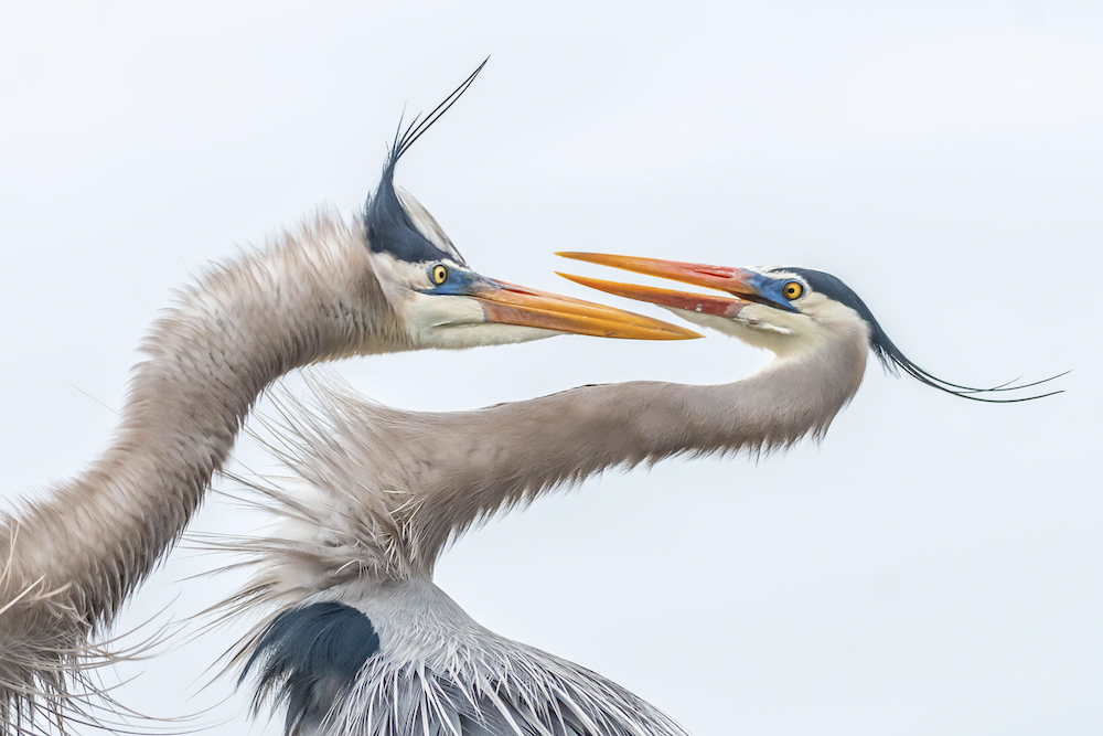 Voici les 10 lauréats du concours de la plus belle photographie d’oiseaux en 2019 ! By Mélissa N.  Concours-photo-oiseaux-audubon-7