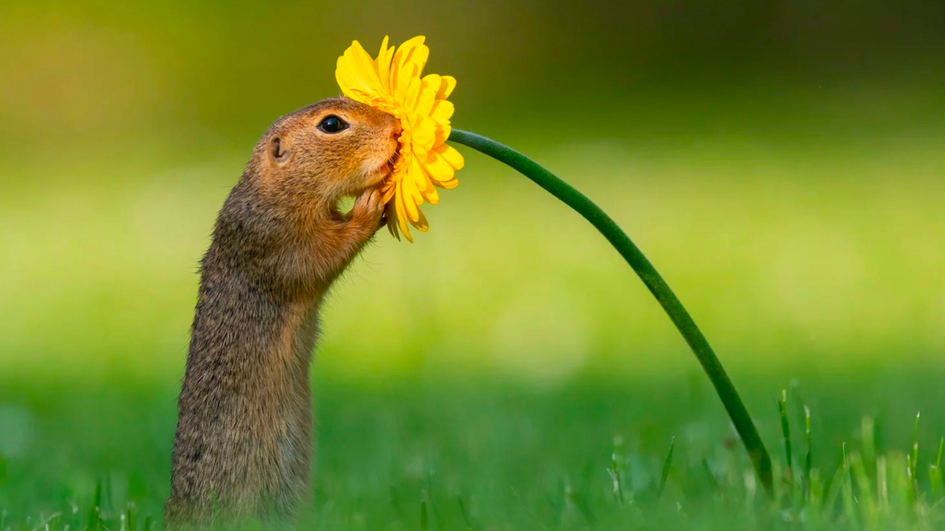 Le Photographe Dick Van Duijn Capture Les Animaux Comme Personne Avec