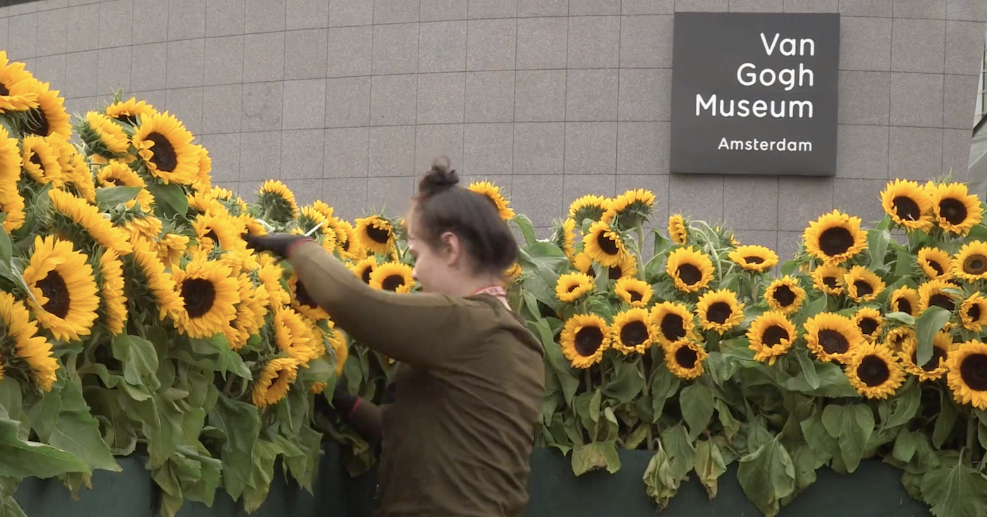 Tournesols Van Gogh Museum Le jardin du musée Van Gogh à Amsterdam contient un labyrinthe géant de