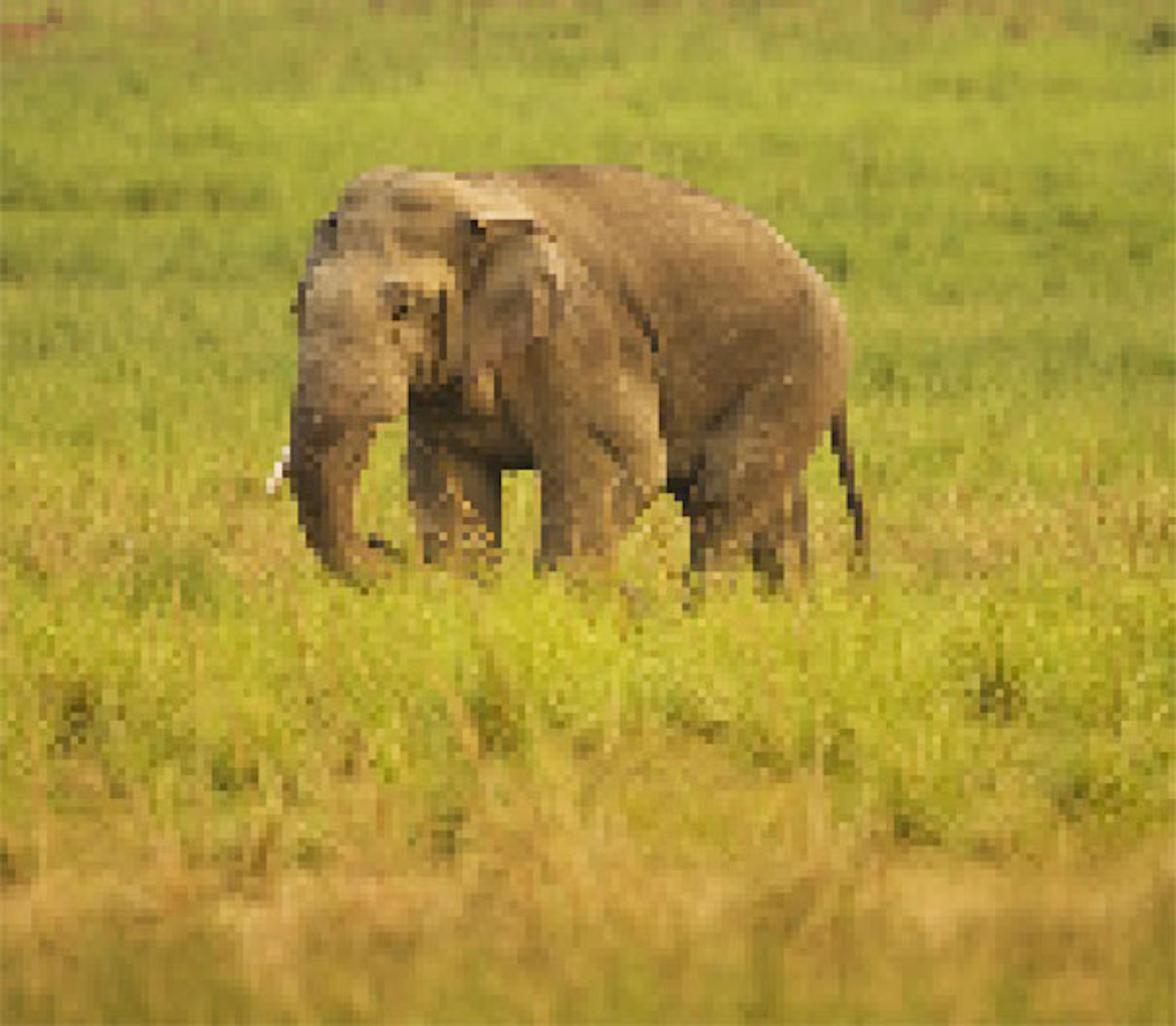 Elephants are big cats. Индийский слон. Животные still. Дандала животное. Популяция Индии.
