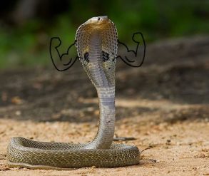 Pour vaincre la phobie des serpents, il suffit de leur dessiner des ...