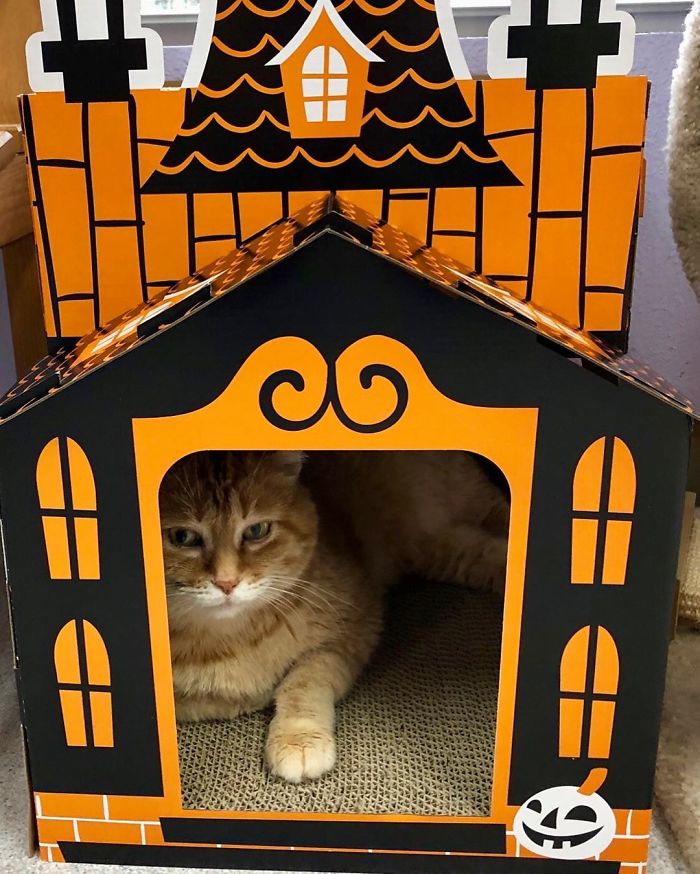 Des Petites Maisons Hantees En Carton Pour Que Votre Chat Puisse Aussi Feter Halloween