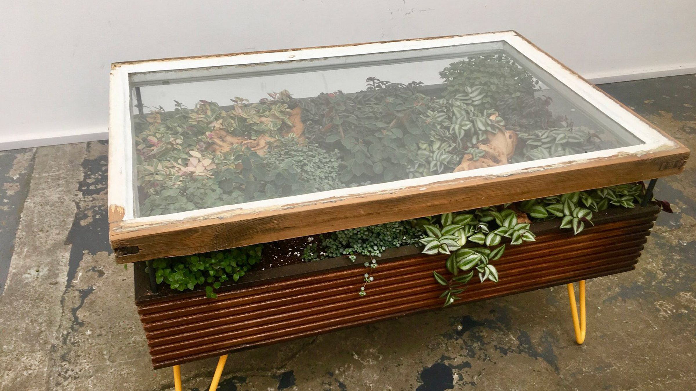 sarcoom deuropening Pardon Conçues avec des fenêtres recyclées, ces tables basses intègrent un  terrarium pour plantes
