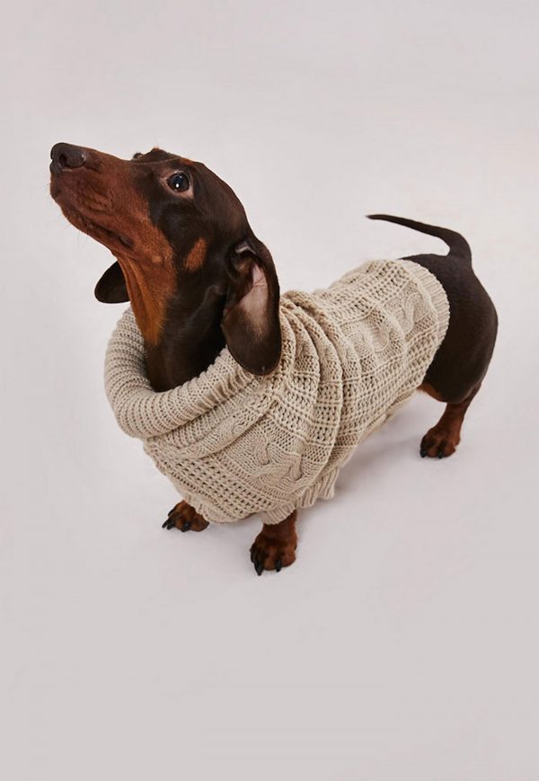 pull assorti chien maitre