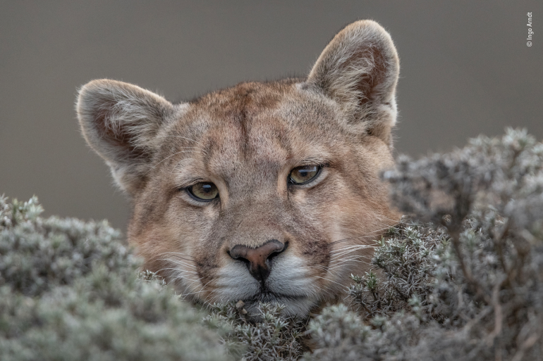 Voici Les 25 Photos Finalistes Du "Wildlife Photographer Of The Year ...