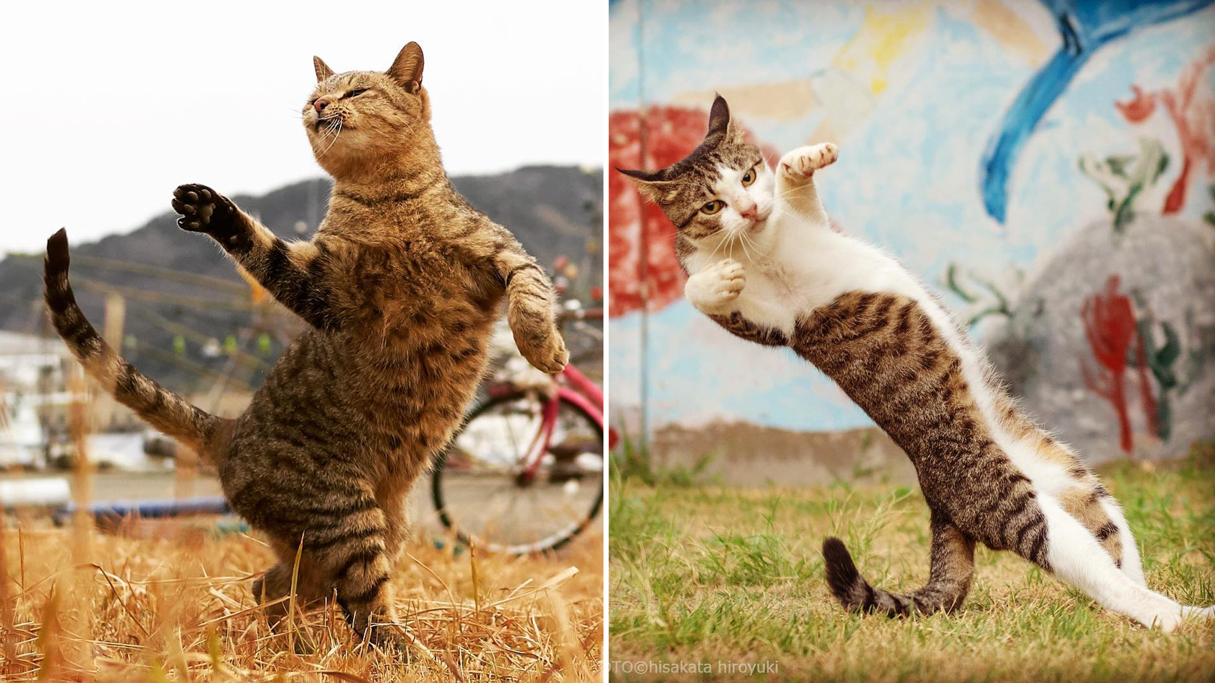 Ce Photographe Joue Avec L Agilite Des Chats Pour Les Transformer En Veritables Ninjas