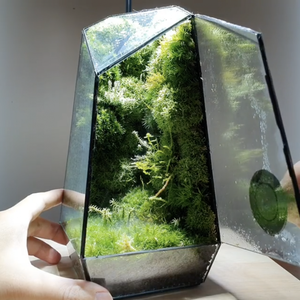 Ces terrariums design inspirés de la nature cachent des miniécosystèmes mystérieux