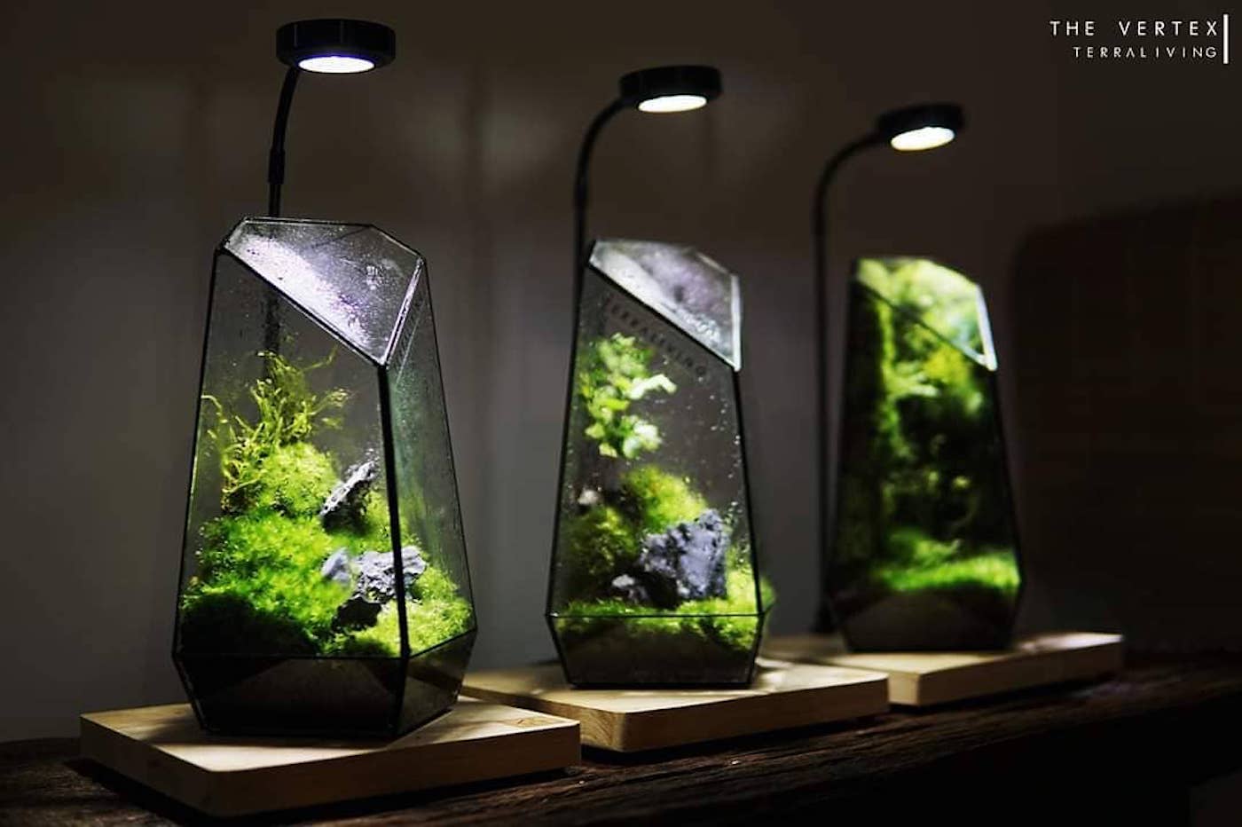 Ces terrariums design inspirés de la nature cachent des mini