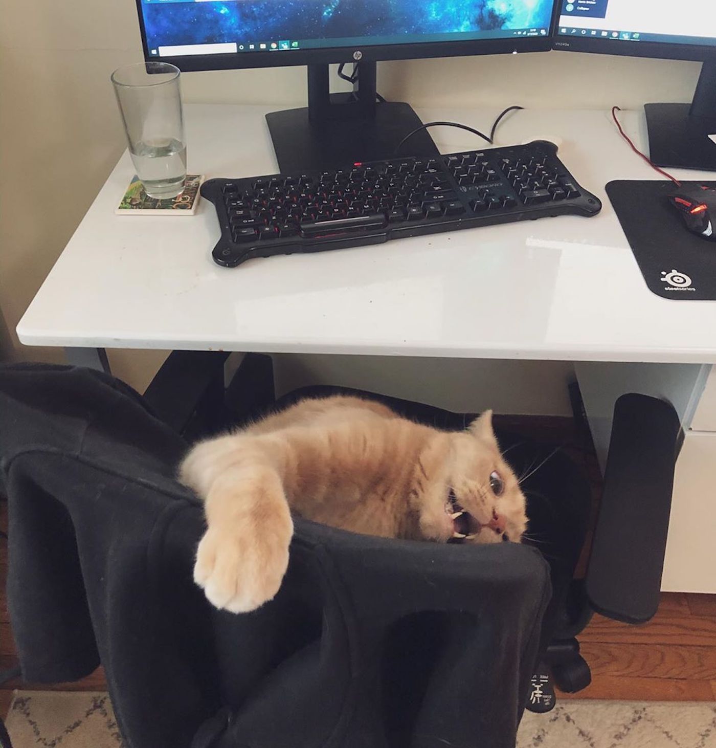 Mon Chat Se Gratte Et Devient Fou 20 photos amusantes de télétravail : quand les animaux remplacent les