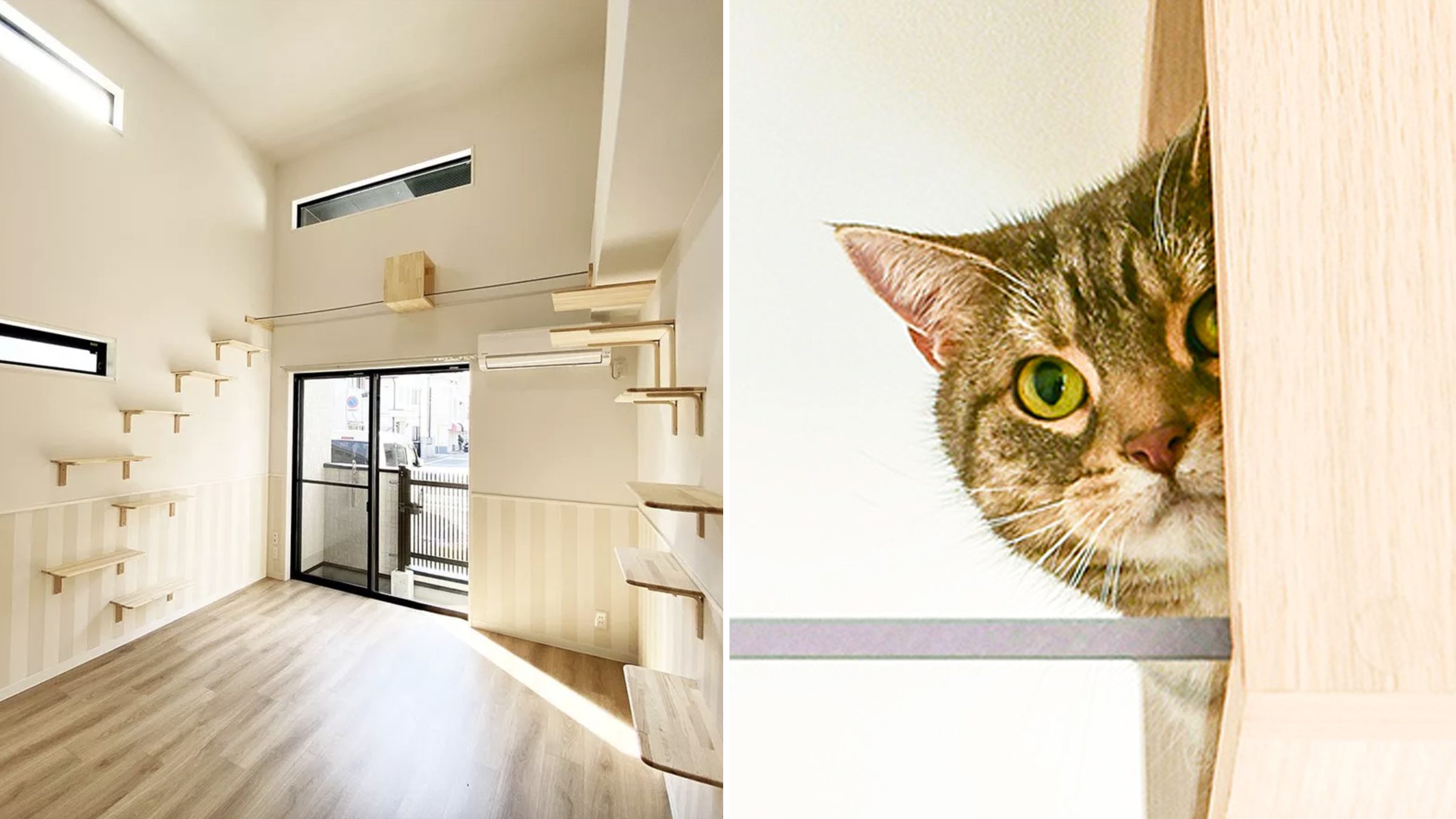 Des appartements conçus la vie de célibataire avec un chat