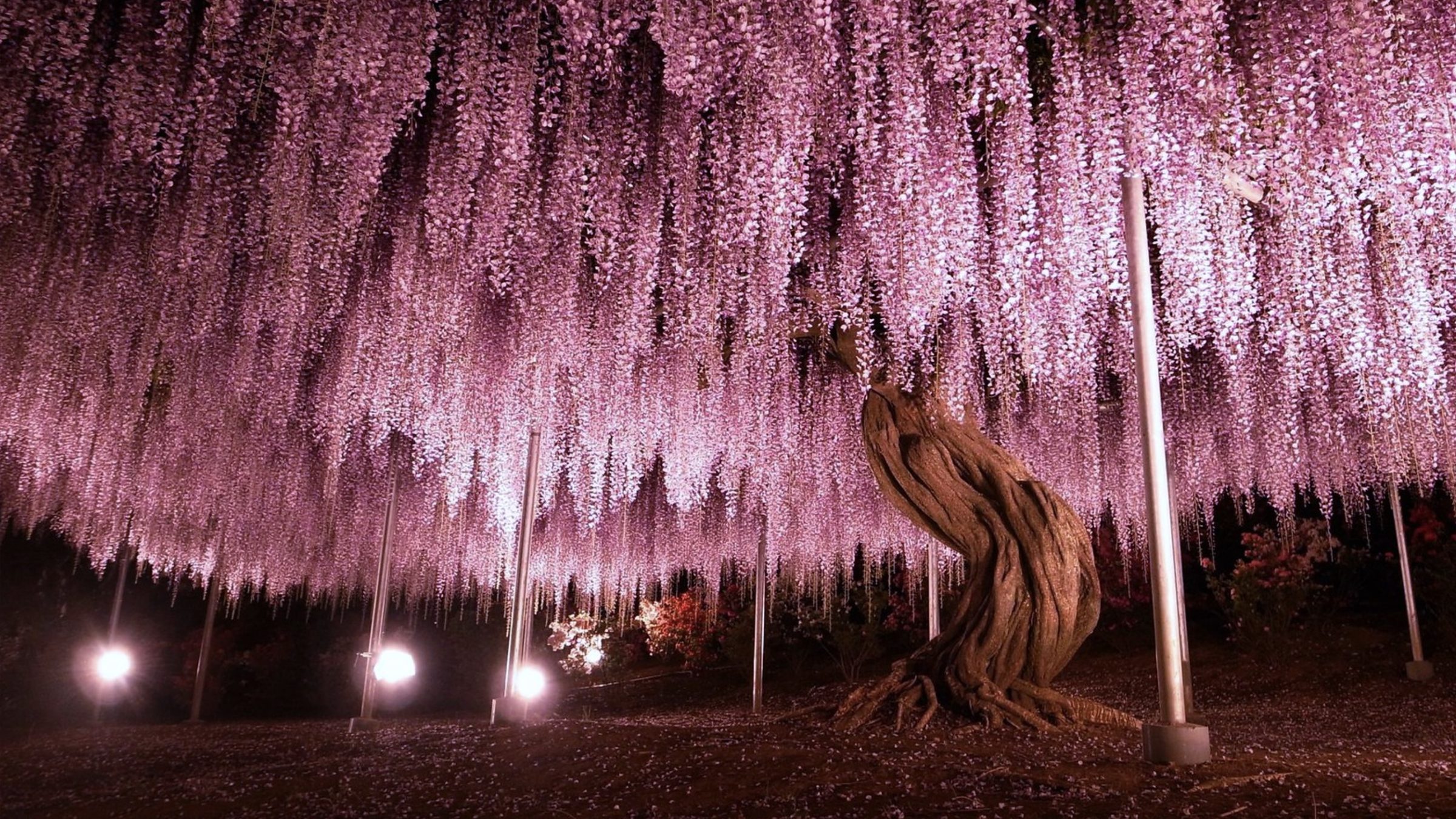 Japon : cet arbre à glycine centenaire classé parmi les plus beau du monde